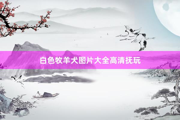 白色牧羊犬图片大全高清抚玩